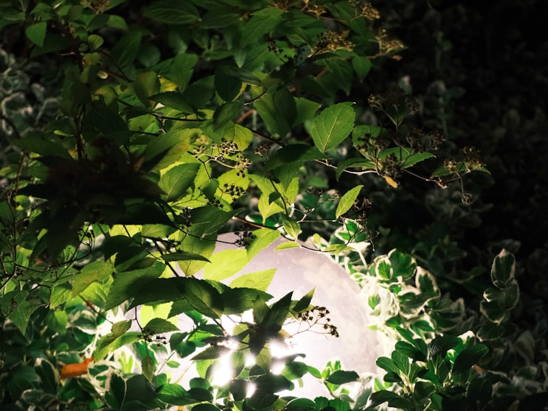 风吸式灭蚊灯